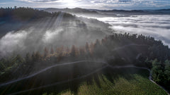 Cakebread Cellars